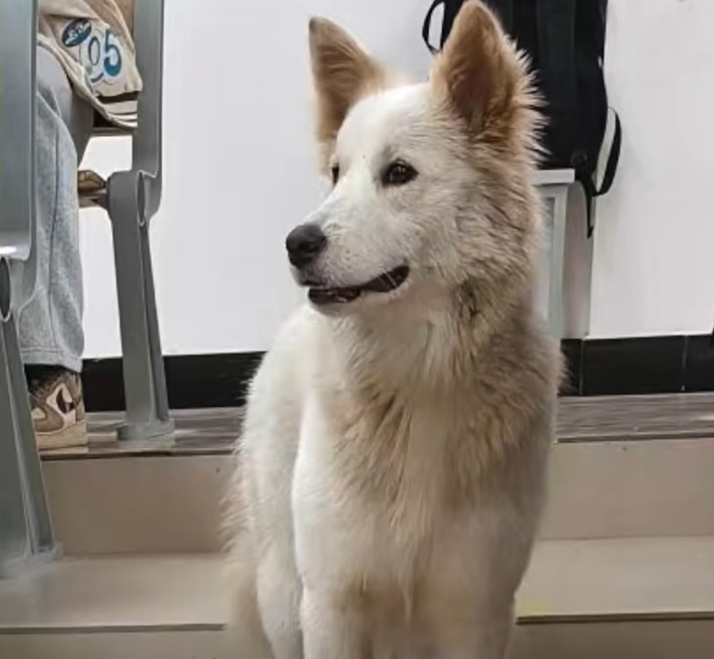 湖南湘潭宠物狗跑进高校被保安吃了？校方：系“开玩笑”，当时吃的狗肉是保安自己买的，当地警方已介入处理