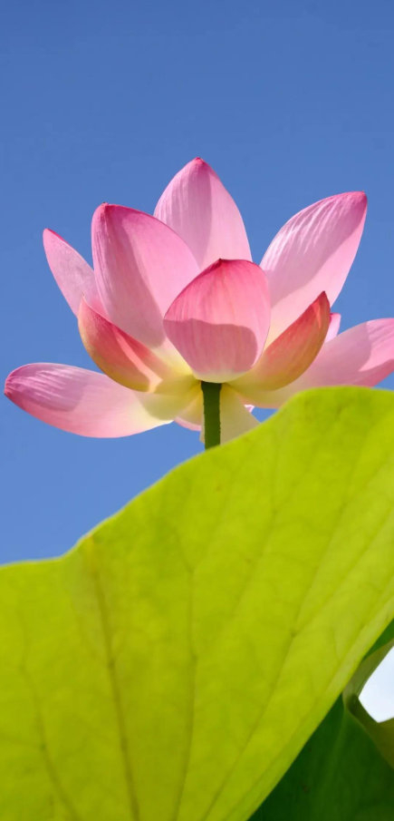 足球比分捷报-疲惫是成长信号，坚持离梦想更近|长跑|极限|运动员|能量|人生_新浪新闻